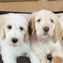 Goldendoodles from Brazos Valley Goldendoodles
