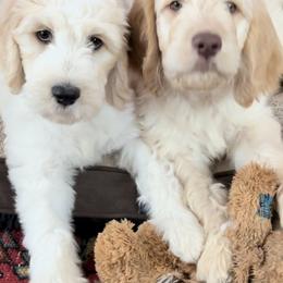 Goldendoodles from Brazos Valley Goldendoodles