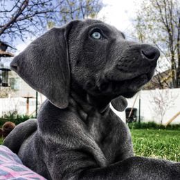 Weimaraners from Blue Phantom Kennels
