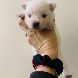 Addy - White female American Eskimo Dog puppy in Placerville, California from White Gypsy Ranch