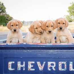 Labrador Retriever Puppies from Mid-Columbia Labradors