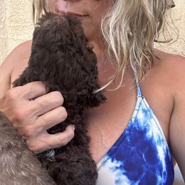 Lagotto Romagnolo Puppies from Anna’s Lagottos