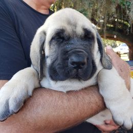 Mastiff Puppies from Stoneheart Mastiffs