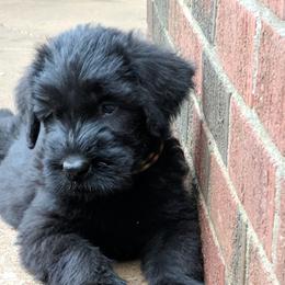 Giant Schnauzer Puppies from Riesenschnauzers von Reh Bach