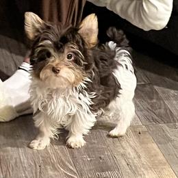 Moose - Yorkshire Terrier
