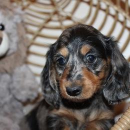 Girl 1 - Blue and tan female Dachshund puppy in Craig, Colorado from Rocky Mountain Shih Tzus and Dry Creek Miniature Dachshunds