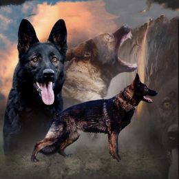 Lexxy - German Shepherd