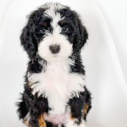 Bernedoodles from 3|17 Korte Bernedoodles LLC