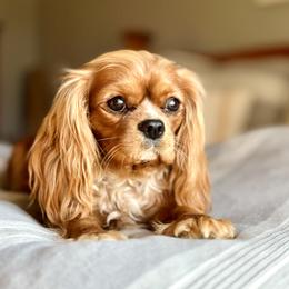Georgia - Cavalier King Charles Spaniel