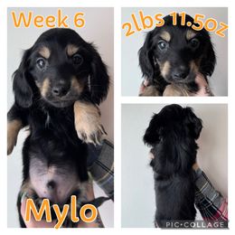 Dexter - Black and cream Dachshund puppy in Michigan from M.H.P Dachshunds