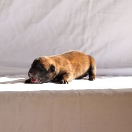 Belgian Malinois, Dutch Shepherd, and German Shepherd Puppies from Andy's Elite K9
