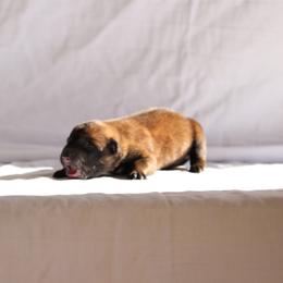 Belgian Malinois, Dutch Shepherd, and German Shepherd Puppies from Andy's Elite K9