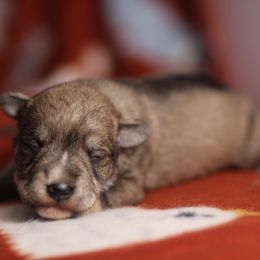 Versace - Salt and pepper female Miniature Schnauzer puppy in Perris, California from P1 Family Canines