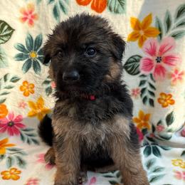 Fanta - Black and red female German Shepherd puppy in Coplay, Pennsylvania from By My Side Germans Shepherds & Dobermans