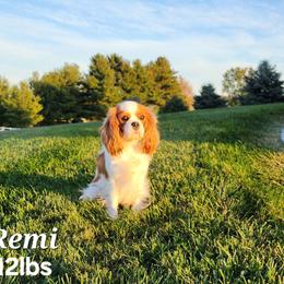 Remi - Cavalier King Charles Spaniel