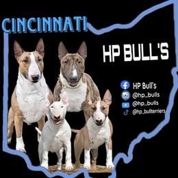 Bull Terrier puppies from HP BULL’S