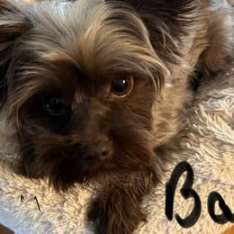 Yorkshire Terriers from Eileen’s Yorkies of Havasu
