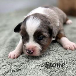 Stone - Blue merle male Toy Australian Shepherd puppy in Viking, Minnesota from Son Shine Farm