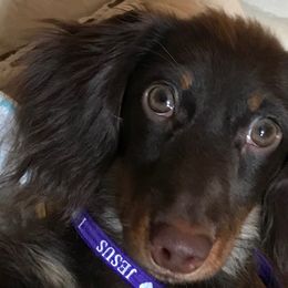 Dachshunds from Dachshund