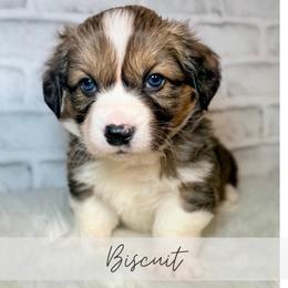 Biscuit - Sable and white male American Corgi puppy in Greenwood, Indiana from Witch Creek Corgis