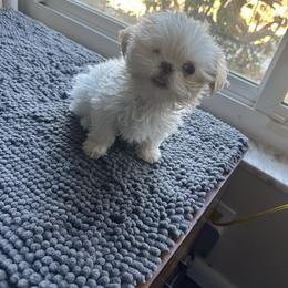 Maggie May - Cream and white female Shih Tzu puppy in Brandon, Florida from Prescious Shih Tzu’s