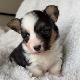 Jenna - Black and tan female Pembroke Welsh Corgi puppy in Beggs, Oklahoma from Blue Diamond Corgi’s