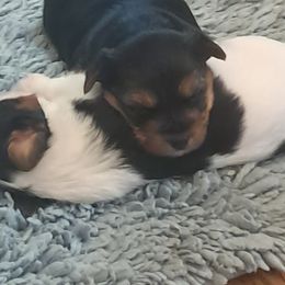 Yorkshire Terrier Puppies from Jackie's Yorkies
