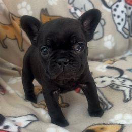 Bubba - Black male French Bulldog puppy in Galt, California from The three little frenchies