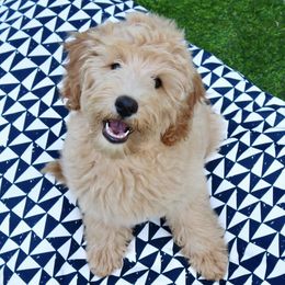 Goldendoodle Puppies from Island Doods