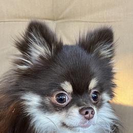 Boujee - Pomeranian