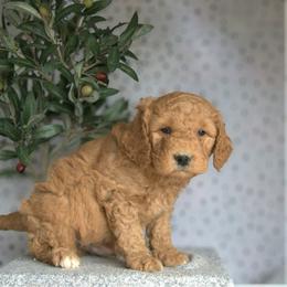 Stitch - Red  male Goldendoodle puppy in Apopka, Florida from Rae Precious Puppies