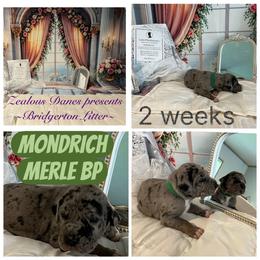 Mondrich - Merle male Great Dane puppy in Logan, West Virginia from Zealous Danes