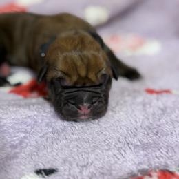 Fawn Black - Fawn male Cane Corso puppy in Paris, Texas from Knucklehead Cane Corso