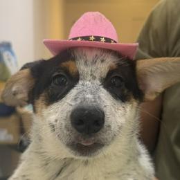 Companion Crosses from Stonewall Cowboy Corgis