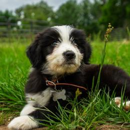 Aussiedoodles from Madison Nelson