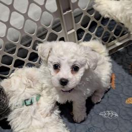 Girl 4 - White female Bichon Frise puppy in Eaton Rapids, Michigan from JMs Bichons