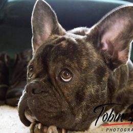 Boston Terrier and French Bulldog Puppies from High Plains