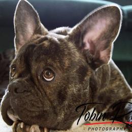 Boston Terrier and French Bulldog Puppies from High Plains