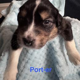 Porter - Black tri-color male Australian Shepherd puppy in Wrightstown, New Jersey from Hartzland Farm Australian Shepherds