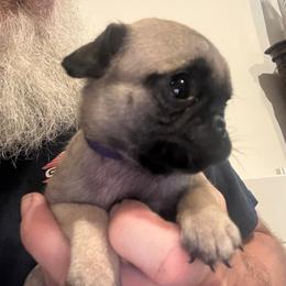 Purple Collar - Fawn female Pug puppy in Tallapoosa, Georgia from West Georgia Pugs