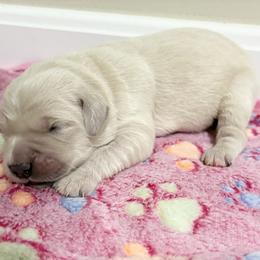 Marlin - Light golden female Golden Retriever puppy in Seville, Ohio from Retriever Ranch