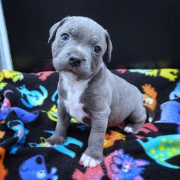 Kit - Blue and white male Staffordshire Bull Terrier puppy in Dallas, Texas from Wild Blue Staffords