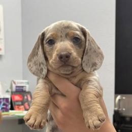 Dachshund Puppies from Wiggles & Wags Dachshund's