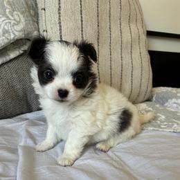 Cove - Blue and white female Chihuahua puppy in Menifee, California from Lane’s Little Long Coats