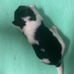 Stoney - White black and tan male Wire Fox Terrier puppy in Antioch, Illinois from Cavcor Foxies