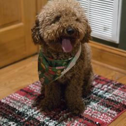 Benji - Red  male Goldendoodle puppy in Bristol, Tennessee from 4goldendoodles