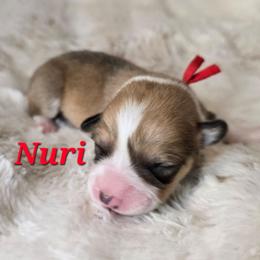 Nuri - Red female Pembroke Welsh Corgi puppy in Lake Elsinore, California from Rose Petal Corgis