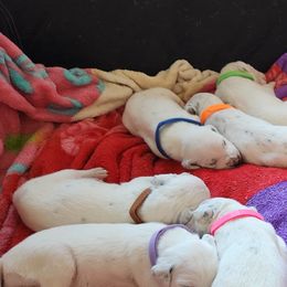 Dalmatian Puppies from America's Dalmatian Friends