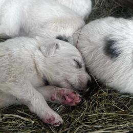 Moonstone - White female Colorado Mountain Dog puppy in Hot Sulphur Springs, Colorado from Stormy Heights Homestead
