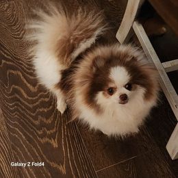 Bunni - Pomeranian